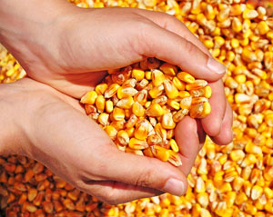 Rising Temperatures Raising Food Prices